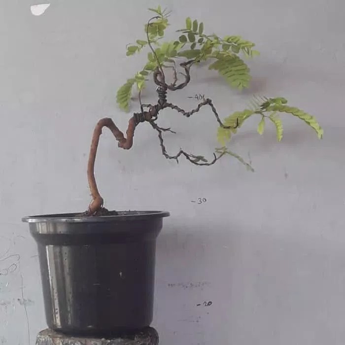 bonsai asem jawa