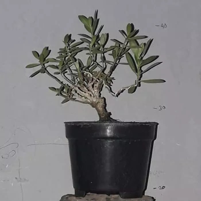 santigi karang bonsai mungil