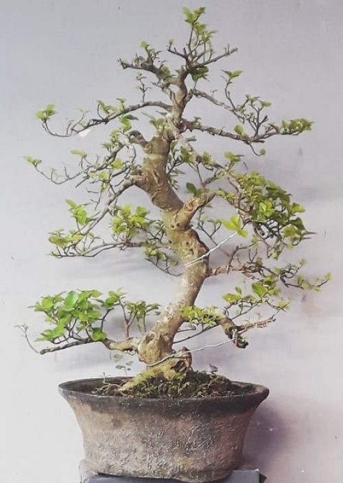 bonsai pohon serut